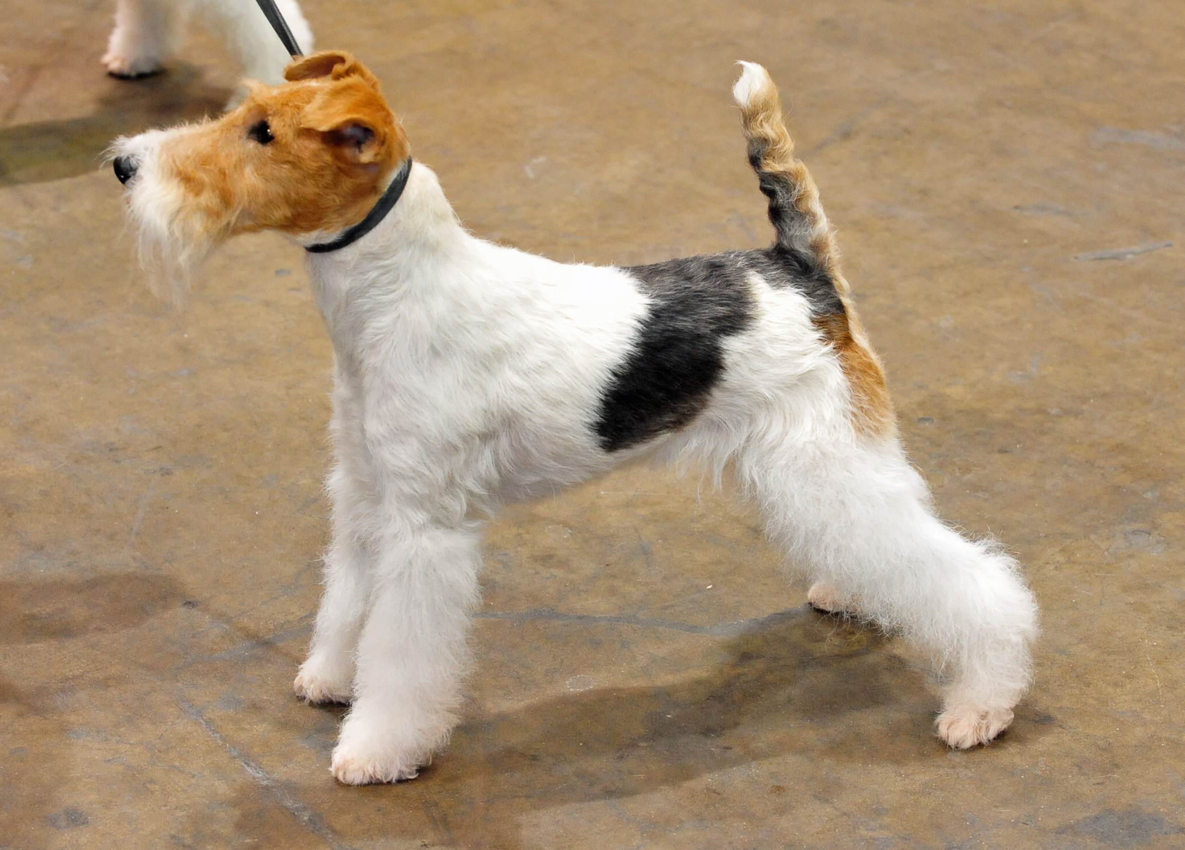 Fox Terrier DELA Shop